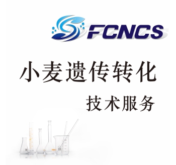 小麦遗传转化